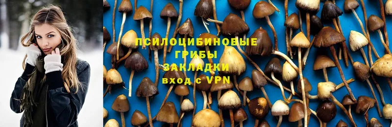 Галлюциногенные грибы Psilocybe  Новомичуринск 